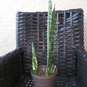 Plants, sansevieria